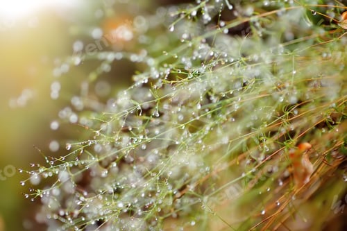 Preview: Morning dew drops is on the grass in mountain on autumn day. Details of nature.