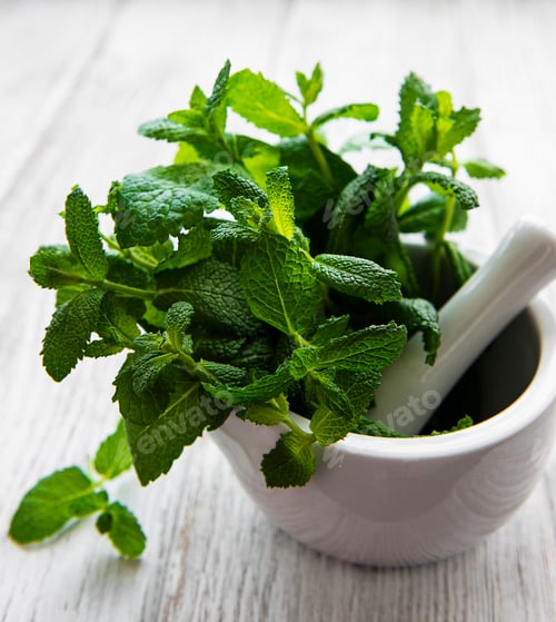 Preview: Fresh green mint