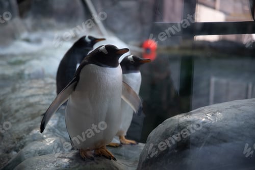 Preview: funny penguins in the zoo