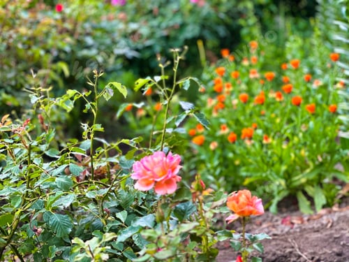 Preview: Field of Pink poppy flowers under the sun