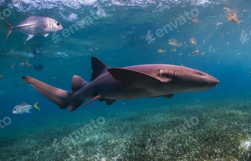 Preview: A Beautiful Shark underwater photography