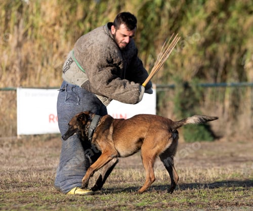 Preview: training of belgian shepherd