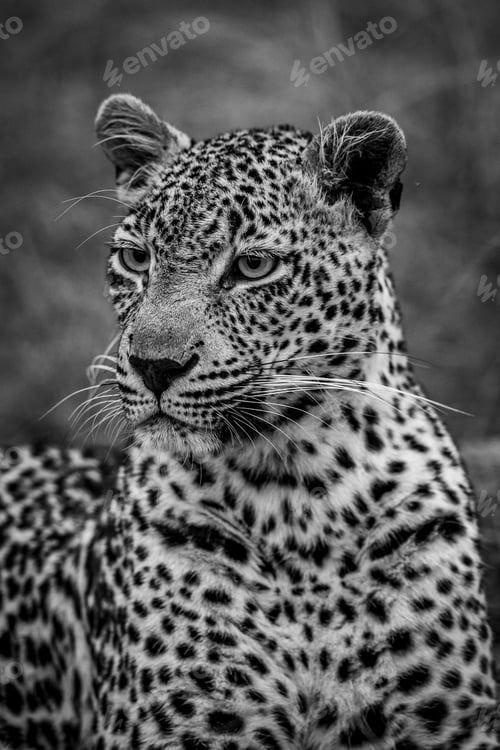 Preview: Close up of a female Leopard in the Kruger.