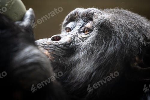 Preview: Close-up of a chimpanzee against a blurred background