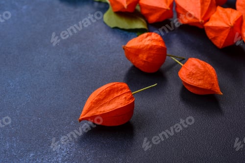 Preview: Beautiful orange buds of cape gooseberry on a dark concrete background