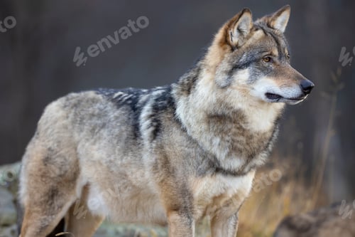 Preview: Close-up of alert male grey wolf standing on a rock in the forest