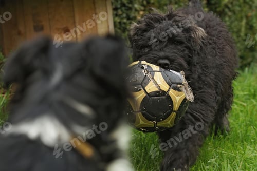 Preview: Small Bouvier des Flandres dog playing with a ball