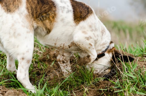 Preview: Closeup of a Jack Russel Terrier digging a hole outdoors during daylight