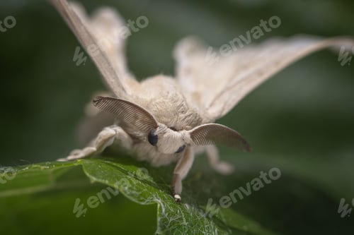 Preview: Close-up of a silk moth perched on a green leaf, showcasing its detailed antennae