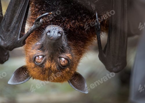Preview: Closeup of a cute flying fox on a blurred background