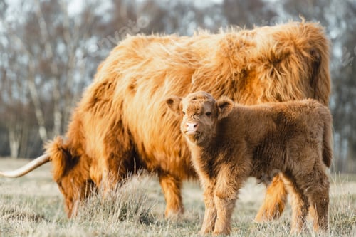 Preview: Scottish Higlander Calf Cattle and mother on a field ecological farm