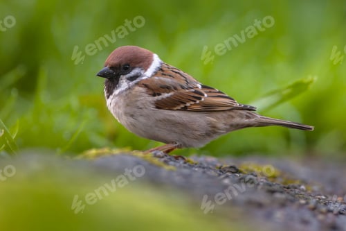 Preview: Tree sparrow in garden