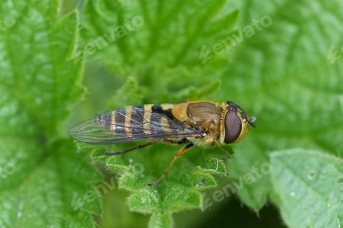 Preview: Closeup on the Hairy-eyed Flower Fly, Syrphus torvus on a green leaf