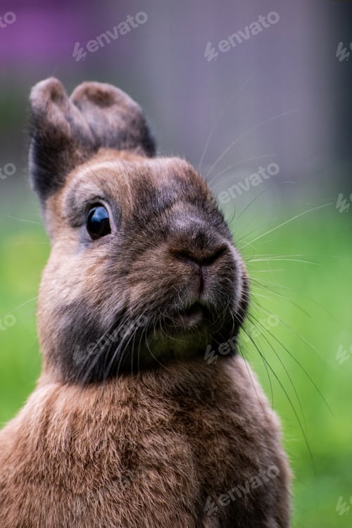 Preview: Selective focus shot of a cute bunny
