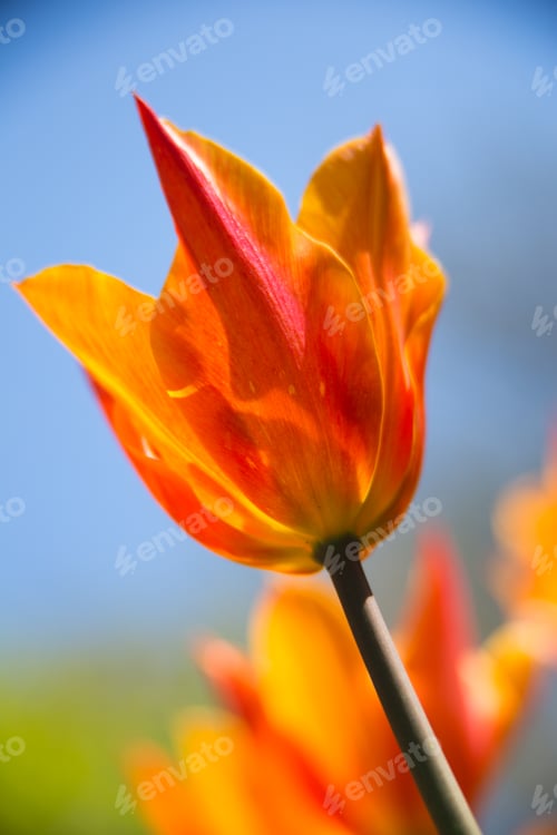 Preview: Orange tulip