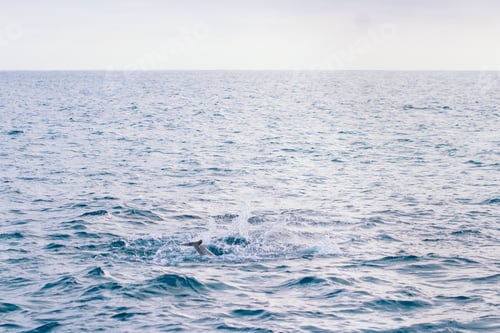Preview: swimming