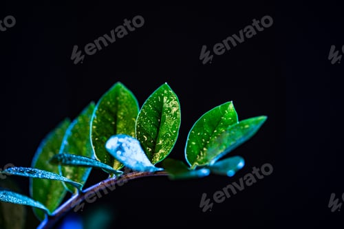 Preview: wet green zanzibar gem houseplant, isolated on black
