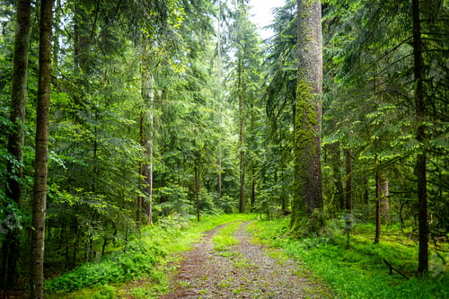 Preview: Serene path surrounded by lush green trees and vegetation in Black Forest, Germany