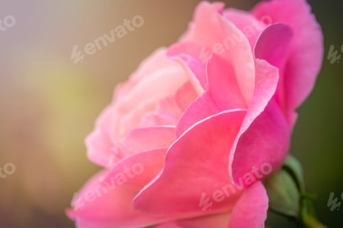 Preview: Close up of a small pink rose