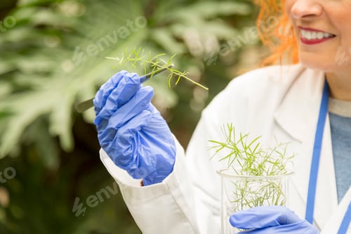 Preview: Scientist looking at a sample stem of a plant