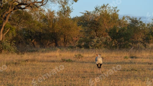 Preview: Secretary Bird, Sagittarius serpentarius, standing in short grass and golden light.