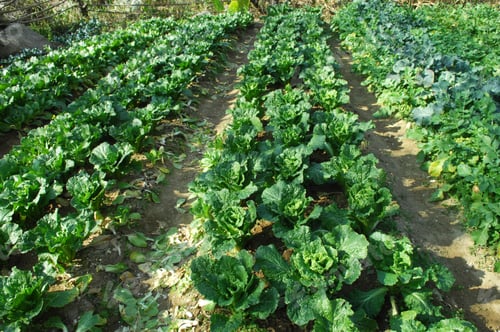 Preview: Line Of Green Vegetables Growing In The Soil