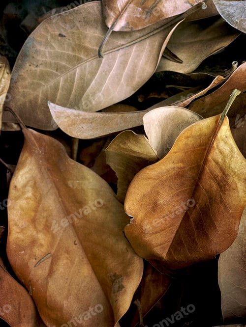 Preview: Old magnolia leaves make for a great textured background