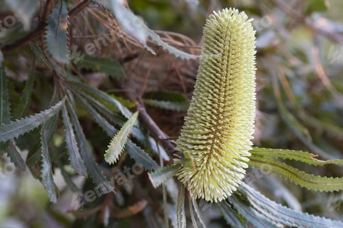 Preview: Banksia plant with green leaves on a blurred background