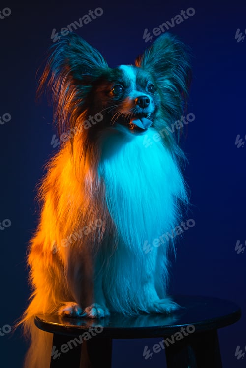 Visualização: Studio portrait of a small yawning puppy Papillon