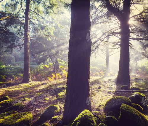 Preview: Fog in forest