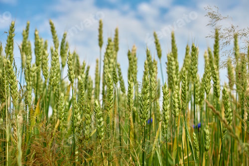 Preview: Green wheat ears close-up against blue sky in summer field