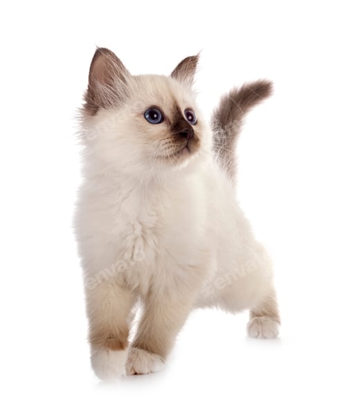 Preview: birman kitten in studio