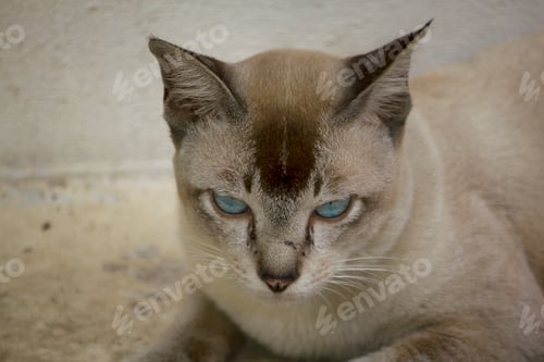 Preview: The gray cat is lying on the ground looking.