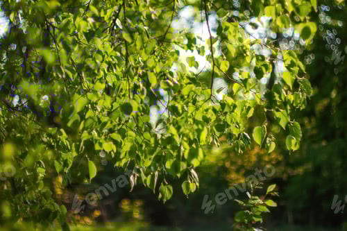 Preview: Defocus fresh green tree leaves, frame. Natural background. Closeup beautiful view of nature green l