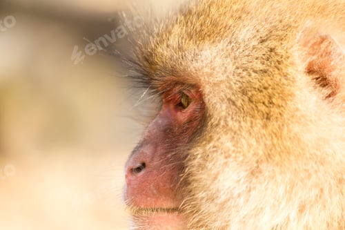 Preview: Side profile of monkey