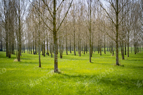 Preview: the trees are bare and green in the field are green