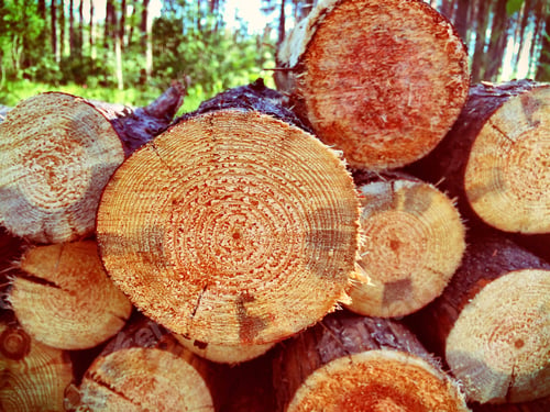 Preview: Forest