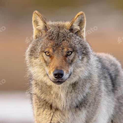 Preview: Portrait Eurasian Wolf looking frontal