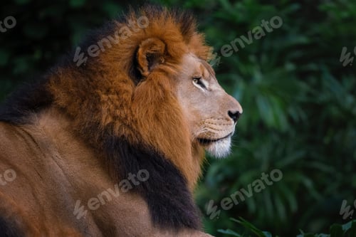 Preview: Male Lion with beautiful mane (Panthera leo)