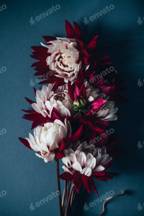 Preview: Bunch of red and white dahlias