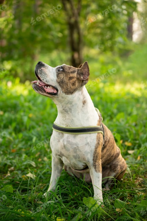 Preview: Obedient Staffordshire Terrier Dog Training in the Autumn Park with its Owner