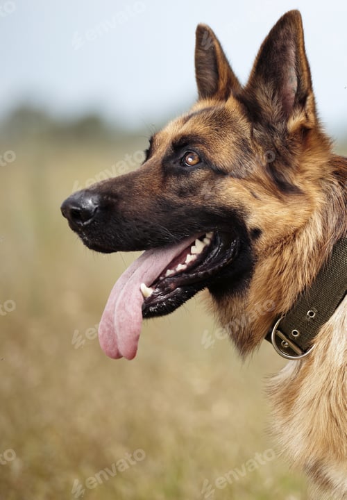 Preview: Sheep dog outdoors with collar