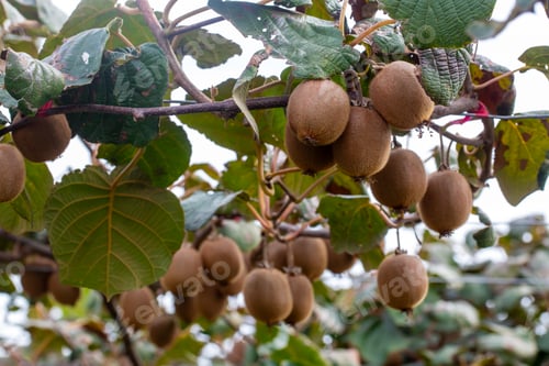 Preview: Kiwi picking season. Kiwi in a kiwi tree farm with huge clusters of fruit.