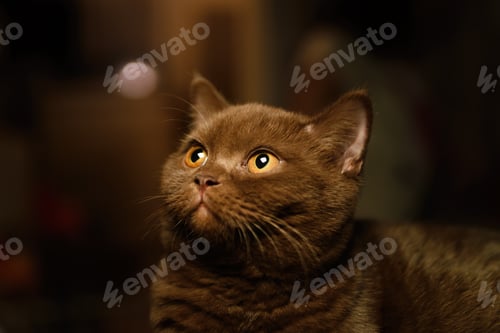 Preview: British shorthair cat indoor portrait