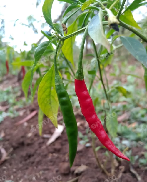 Preview: Red and green chilies on the chili tree in Indian agriculture farm