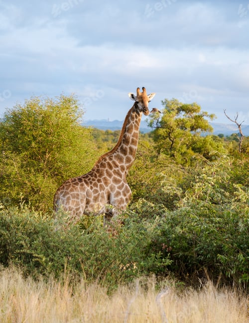 Preview: Giraffe in the bush of Kruger national park South Africa