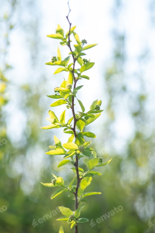 Preview: A branch with young leaves in natural conditions in spring.