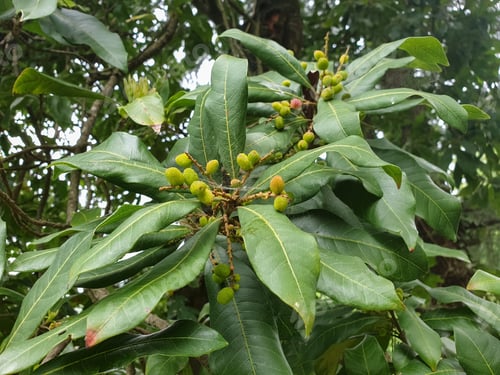 Preview: Photo of kafal (Myrica esculenta) tree in hilly area of Himachal Pradesh