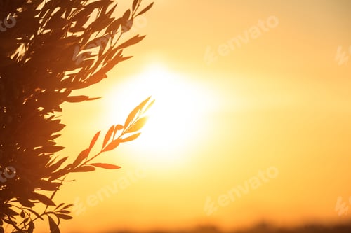 Preview: Olive tree silhouette at sunset, copy space