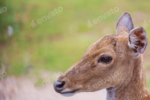 Preview: Deer